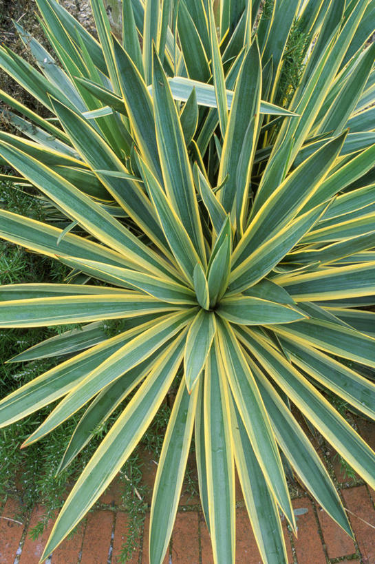 无人,竖图,室外,白天,美景,植物,建筑,叶子,条纹,锐利,景观,黄色,自然,夏天,武器,景色,摄影,环境,锋利,尖锐,剑,气候,热带气候,自然风光,常绿树,丝兰,式样,刀刃,彩图,全画面,全框架,全帧,全画幅