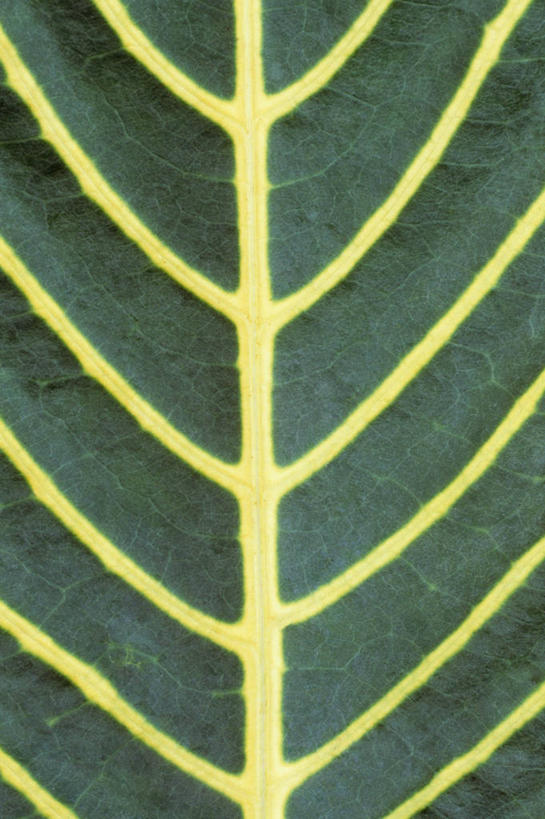 无人,竖图,室外,特写,白天,抽象,微距,美景,植物,叶子,条纹,景观,一个,黄色,自然,景色,颜色,摄影,生长,单个,部分,环境,自然风光,柔焦,反差,肌理,式样,叶脉,彩图,全画面,全框架,全帧,全画幅