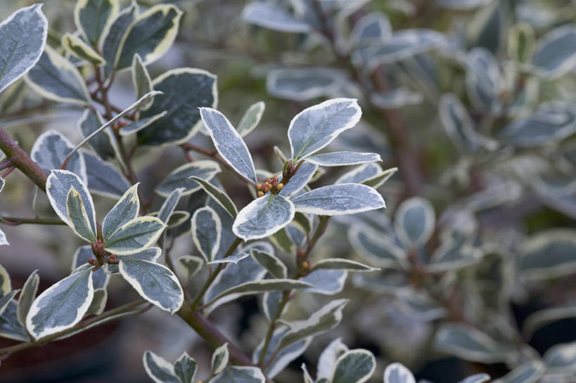 无人,横图,室外,特写,白天,留白,美景,植物,叶子,景观,枝,自然,景色,摄影,生长,灌木,环境,自然风光,常绿树,沙棘,彩图,全画面,全框架,全帧,全画幅