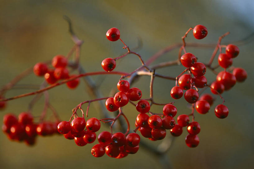 无人,横图,彩色,室外,特写,白天,留白,美景,植物,浆果,水果,欧洲,景观,食品,种子,枝,树,红色,自然,橙色,景色,季节,忧伤,摄影,生长,五颜六色,环境,色彩斑斓,美好,自然风光,善良,痛苦,柔焦,五彩缤纷,忠诚,落叶树,五彩斑斓,花楸,红果臭山槐,五光十色,百华花楸,马加木,秋天,彩图,哭泣,欧洲花楸