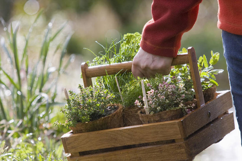 手,一个人,横图,室外,特写,白天,留白,美景,植物,微生物,花盆,一把,朦胧,模糊,分离,木制,花坛,篮子,景观,园艺,食品,拿着,设备,物品,背面,自然,容器,职业,景色,人体,摄影,生活方式,部分,环境,草本,清新,运送,自然风光,板条箱,分解,彩图,全画面,全框架,全帧,全画幅,降解,生物降解,生物降解材料