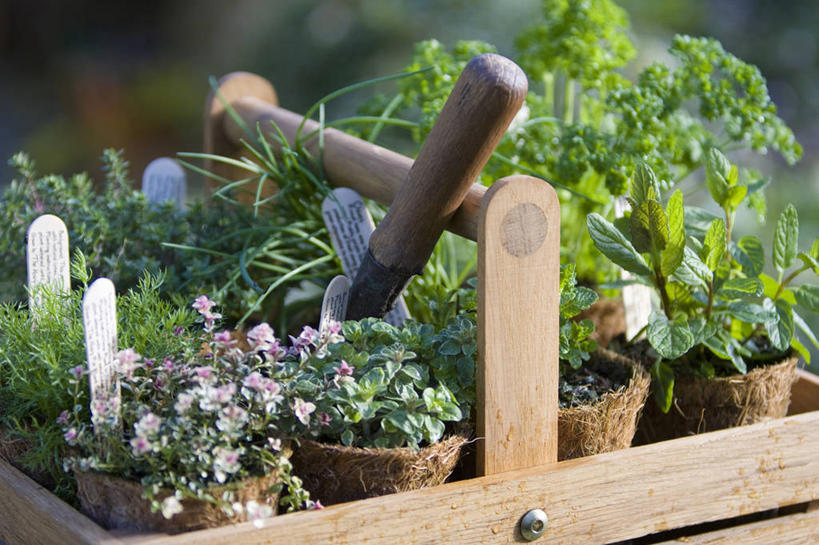 无人,横图,室外,特写,白天,留白,美景,植物,微生物,静物,花盆,分离,木制,标签,篮子,景观,园艺,薄荷,食品,薄荷叶,设备,物品,排列,自然,容器,景色,摄影,欧芹,多样,环境,纤维,百里香,泥刀,草本,自然风光,消息,粘贴,板条箱,分解,彩图,全画面,全框架,全帧,全画幅,降解,生物降解,生物降解材料