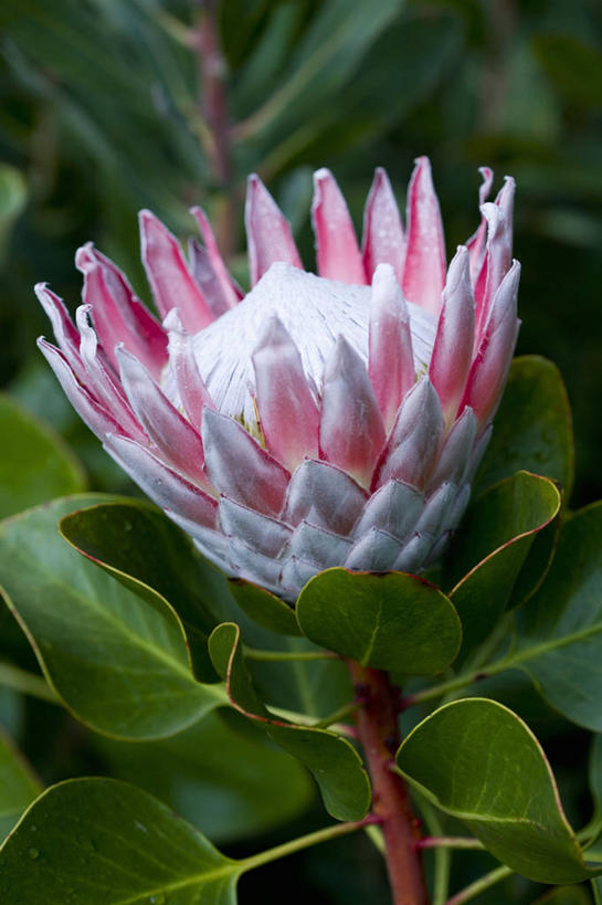 无人,竖图,室外,特写,白天,留白,美景,植物,叶子,盛开,光线,景观,光芒,花蕾,花,花瓣,花朵,鲜花,一朵,一个,粉色,白色,自然,花苞,花蕊,景色,摄影,生长,单个,灌木,环境,气候,热带气候,清新,自然风光,普罗梯亚木,彩图