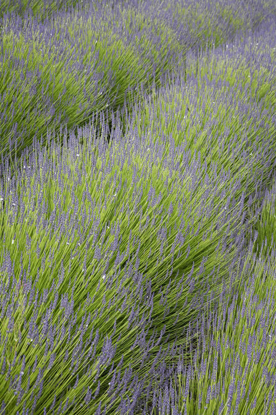 无人,竖图,室外,白天,爱情,美景,植物,床,家具,一排,整齐,花坛,景观,浪漫,花,排列,紫色,自然,香草,夏天,薰衣草,景色,摄影,灌木,环境,队列,清新,自然风光,呼吸,灵香草,黄香草,奇迹,彩图,全画面,全框架,全帧,全画幅