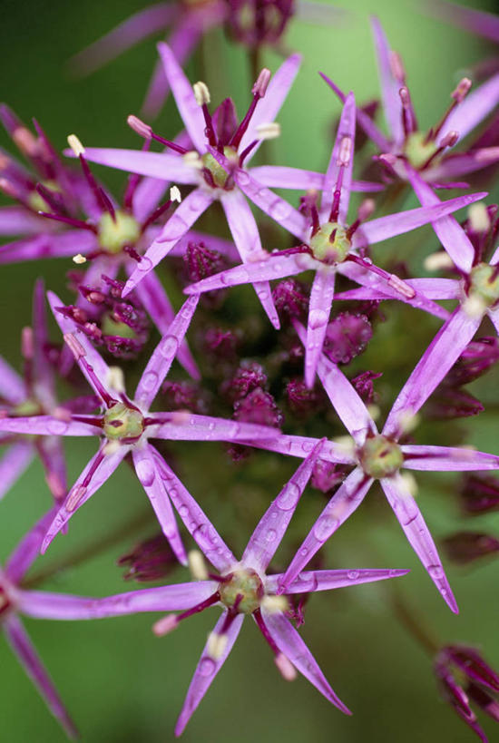 无人,竖图,彩色,室外,特写,白天,微距,美景,植物,形状,景观,花,花瓣,粉色,紫色,自然,夏天,星形,景色,摄影,生长,五颜六色,部分,环境,色彩斑斓,清新,自然风光,柔焦,五彩缤纷,五彩斑斓,五光十色,彩图,全画面,全框架,全帧,洋葱花,全画幅