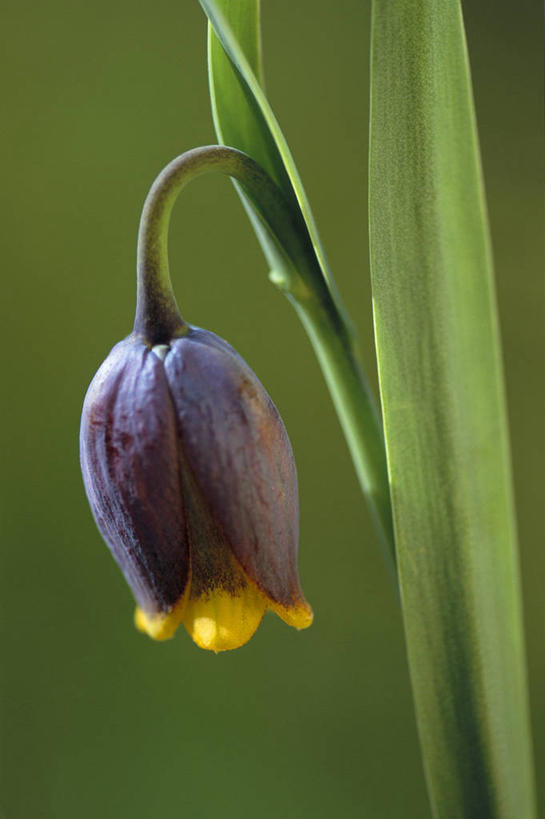 无人,竖图,室外,特写,白天,留白,美景,植物,百合花,盛开,景观,花蕾,花,花瓣,花朵,鲜花,一朵,一个,黄色,红色,紫色,自然,春天,花苞,花蕊,景色,摄影,生长,单个,环境,清新,自然风光,柔焦,强瞿,豹纹蝶,贝母,百合,倒仙,番韭,山丹,彩图
