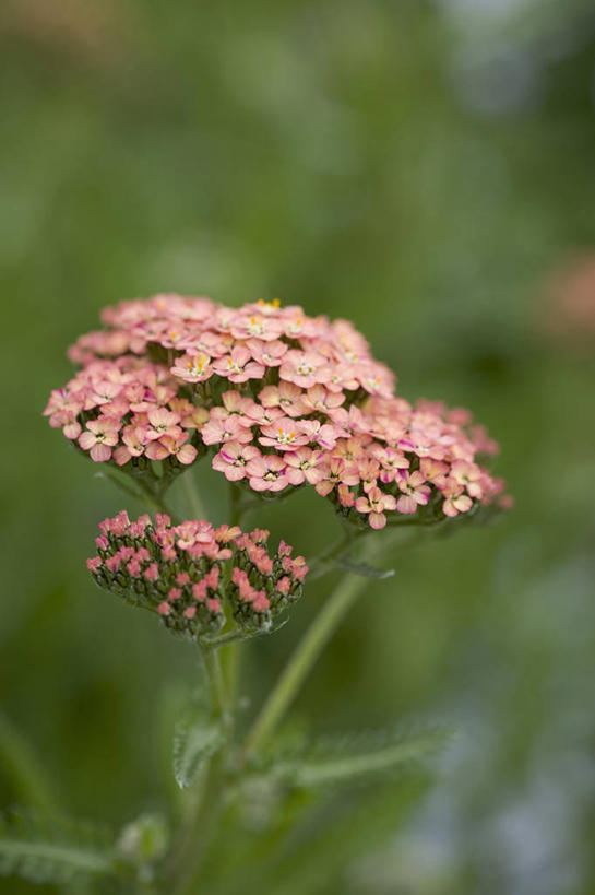 无人,竖图,室外,特写,白天,留白,美景,植物,鲑鱼,景观,花,花瓣,粉色,自然,夏天,橙色,景色,摄影,生长,环境,脆弱,清新,自然风光,柔焦,苍白,西洋蓍草,彩图
