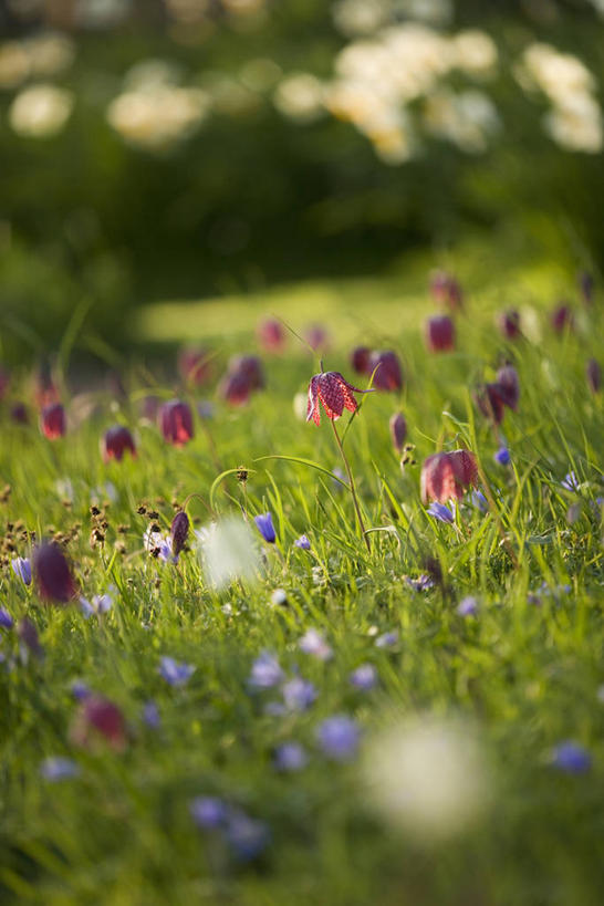 无人,竖图,室外,白天,留白,背景,镜头眩光,仰视,草地,草坪,美景,植物,百合花,种植,花坛,庭院,景观,田地,野花,草,花,自然,春天,景色,摄影,生长,多样,环境,清新,自然风光,柔焦,梦想,强瞿,花格贝母,贝母,百合,倒仙,番韭,山丹,彩图,低角度拍摄,全画面,全框架,全帧,全画幅,白日梦