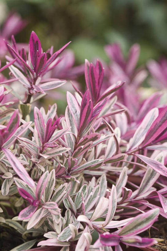 无人,竖图,彩色,室外,特写,白天,留白,美景,植物,叶子,景观,冬天,粉色,自然,景色,摄影,生长,灌木,五颜六色,环境,色彩斑斓,清新,自然风光,五彩缤纷,常绿树,五彩斑斓,五光十色,彩图,赫柏