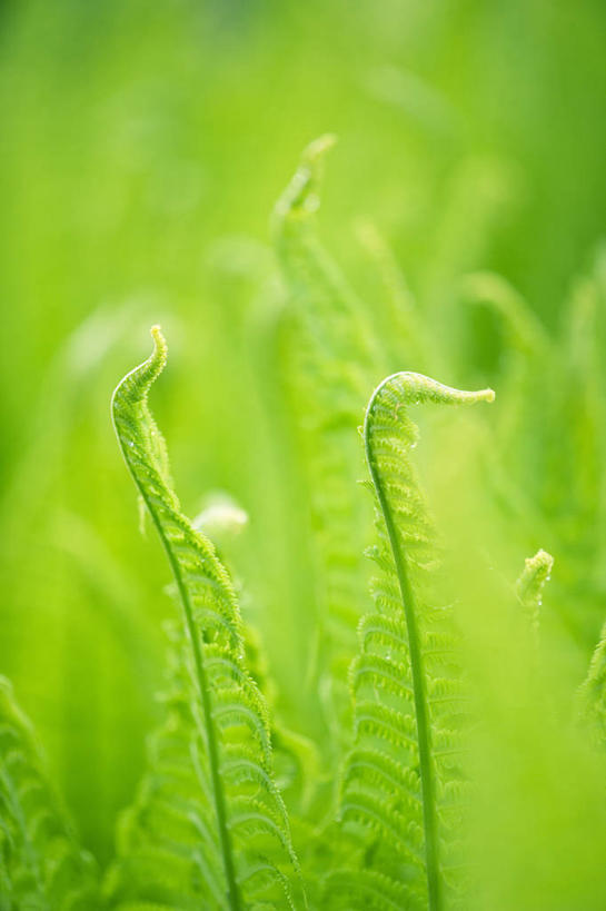 无人,竖图,彩色,室外,白天,留白,美景,植物,叶子,开,景观,自然,春天,夏天,树苗,景色,摄影,生长,五颜六色,蕨类,环境,色彩斑斓,清新,显现,自然风光,柔焦,五彩缤纷,五彩斑斓,复叶,五光十色,设计,彩图,全画面,全框架,全帧,全画幅