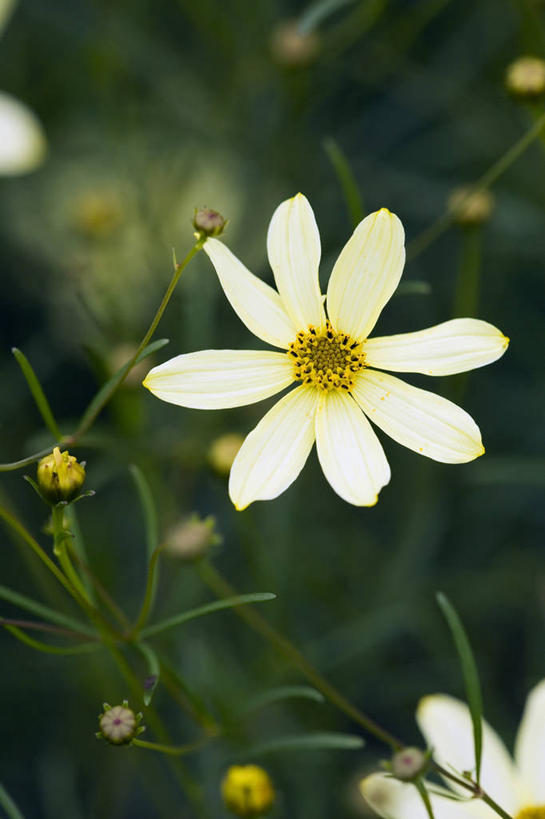 无人,竖图,室外,特写,白天,留白,美景,植物,盛开,景观,花蕾,花,花瓣,花朵,鲜花,一朵,一个,黄色,自然,花苞,花蕊,景色,摄影,单个,环境,清新,自然风光,柔焦,苍白,金鸡菊,彩图