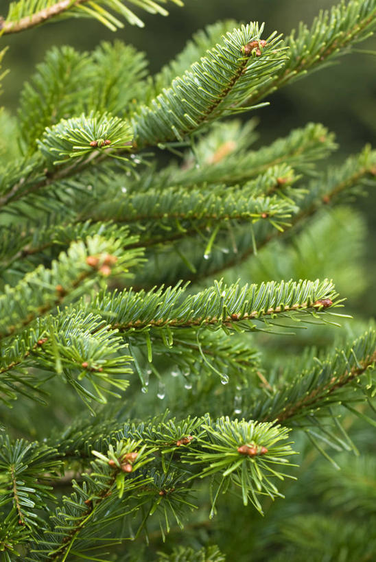 无人,竖图,室外,特写,白天,留白,美景,水,雨,植物,叶子,圣诞节,湿,景观,水滴,圣诞树,枝,树,自然,景色,摄影,生长,清新,荆棘,自然风光,杉树,柔焦,常绿树,针叶树,彩图,全画面,全框架,全帧,全画幅,对焦