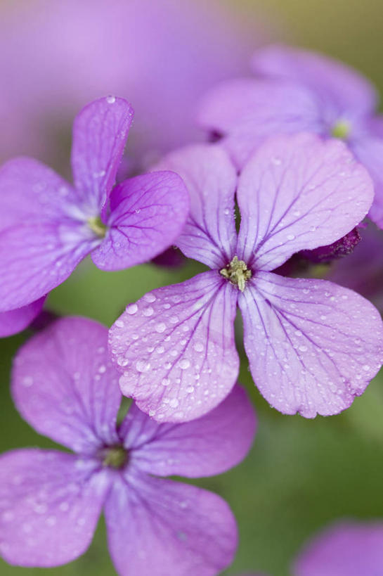 无人,竖图,室外,特写,白天,留白,美景,水,雨,植物,湿,景观,水滴,花,花瓣,粉色,紫色,自然,景色,摄影,清新,自然风光,柔焦,彩图,对焦,二年生植物