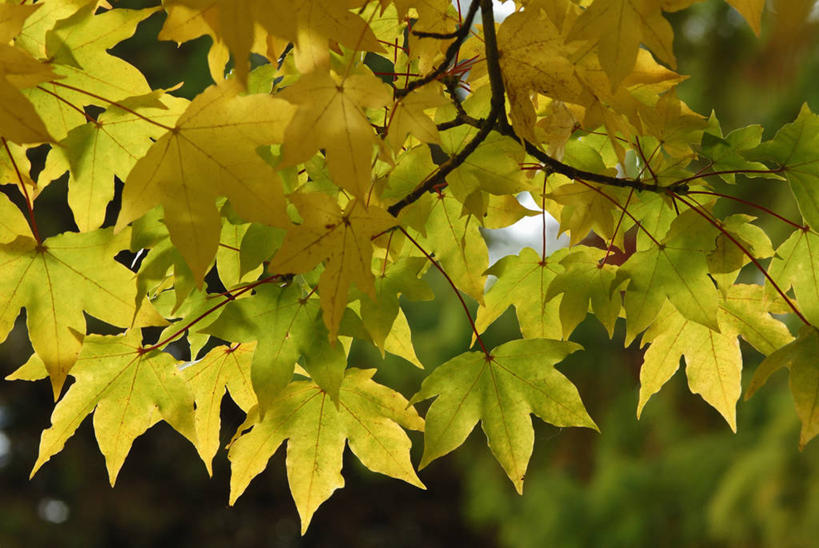 无人,横图,彩色,室外,特写,白天,美景,植物,枫树,叶子,景观,树,黄色,自然,景色,季节,摄影,五颜六色,色彩斑斓,自然风光,五彩缤纷,落叶树,五彩斑斓,五光十色,秋天,彩图,对焦