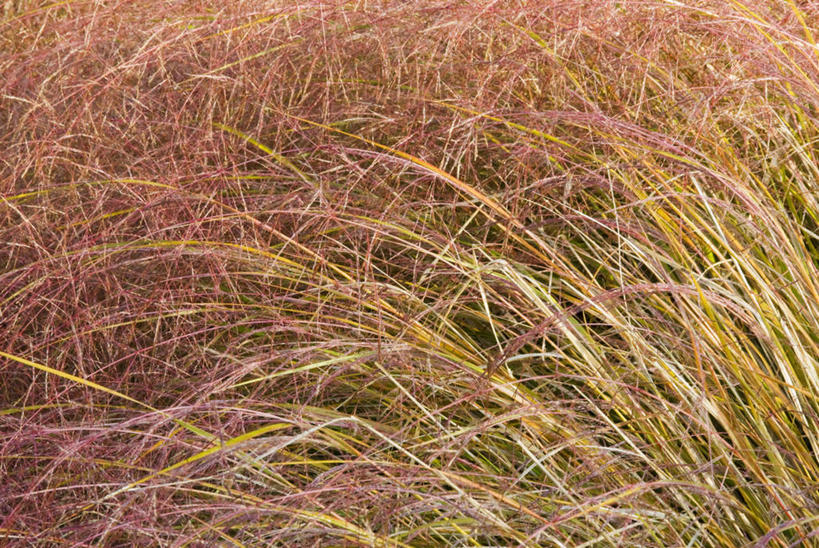 无人,横图,室外,特写,白天,背景,美景,植物,叶子,景观,茎,自然,景色,摄影,自然风光,观赏草,针茅,彩图,全画面,全框架,全帧,全画幅,对焦