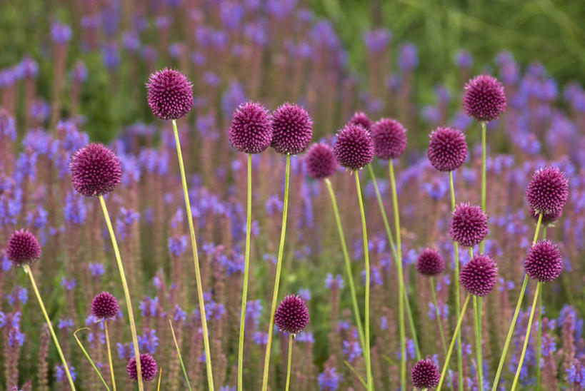 无人,横图,室外,特写,白天,留白,友谊,美景,植物,蔬菜,新鲜,景观,食品,花,花瓣,食物,粉色,紫色,自然,夏天,景色,摄影,有机食品,绿色食品,明亮,鼠尾草,组织,清新,自然风光,柔焦,鼓槌,彩图,全画面,全框架,全帧,全画幅,对焦,多年生植物
