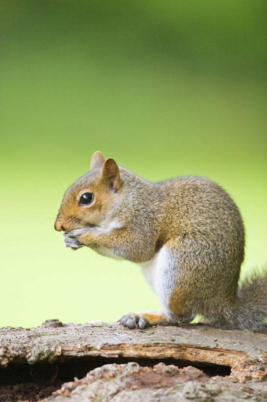 无人,吃,竖图,室外,特写,白天,留白,侧面,美景,野生动物,英国,景观,自然,动物,松鼠,景色,摄影,自然风光,喂养,北美灰松鼠,彩图,对焦