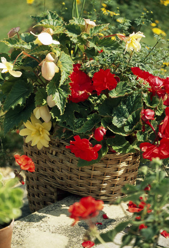 无人,竖图,室外,特写,白天,美景,植物,花盆,篮子,景观,花,红色,自然,容器,夏天,景色,摄影,秋海棠,自然风光,彩图,对焦