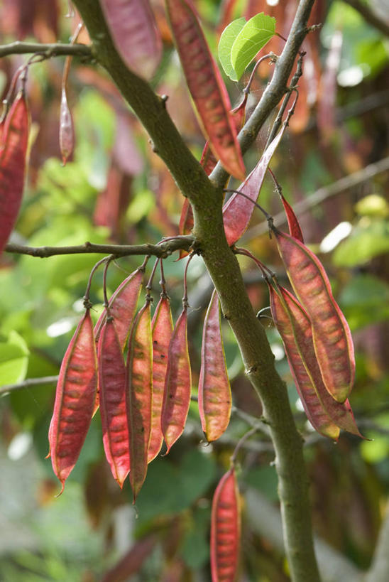无人,竖图,室外,特写,白天,留白,美景,植物,半透明,公文包,景观,茎,种子,枝,豆荚,树,粉色,红色,自然,夏天,景色,摄影,生长,创造力,清新,自然风光,逆光,发展,落叶树,彩图,全画面,全框架,全帧,紫荆树,全画幅,对焦