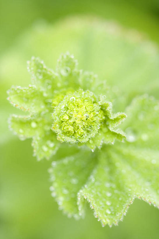 无人,竖图,室外,特写,白天,留白,美景,水,雨,植物,叶子,景观,水滴,绿色,自然,花束,景色,摄影,生长,明亮,清新,自然风光,柔焦,设计,彩图,斗蓬草,对焦,多年生植物