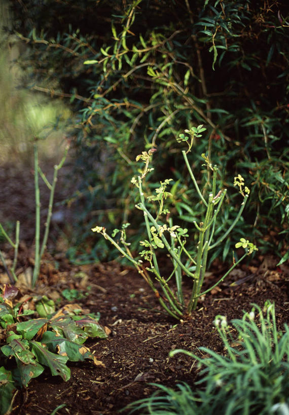 无人,竖图,室外,白天,美景,植物,玫瑰,修剪,景观,园艺,自然,景色,摄影,灌木,修理,关爱,自然风光,彩图,对焦,家务劳动