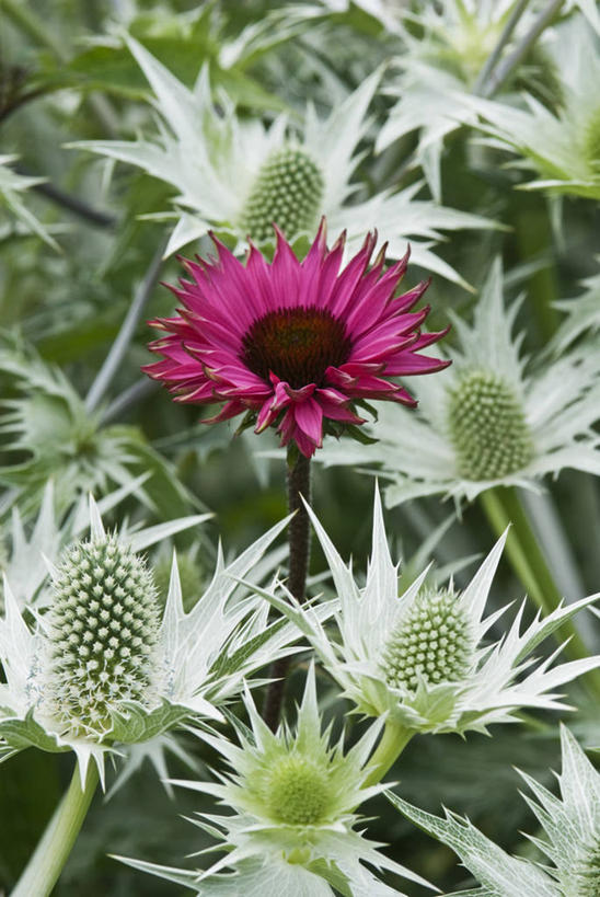 无人,竖图,彩色,室外,特写,白天,留白,友谊,美景,植物,景观,花,花瓣,粉色,灰色,自然,夏天,景色,摄影,金花菊,生长,五颜六色,明亮,色彩斑斓,组织,锋利,尖锐,清新,荆棘,自然风光,紫锥花,五彩缤纷,反差,肌理,五彩斑斓,五光十色,彩图,对焦,多年生植物