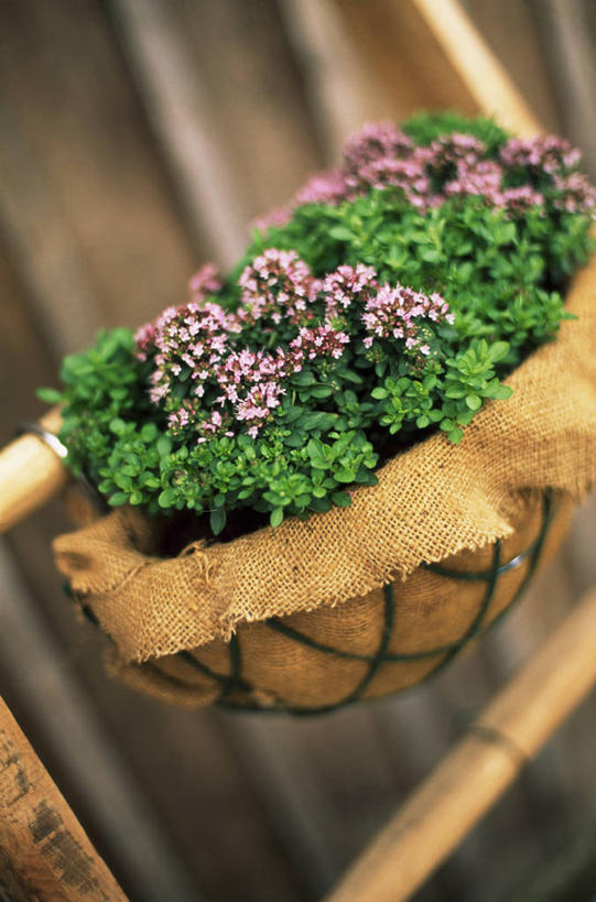 无人,竖图,室外,特写,白天,美景,植物,景观,食品,饮品,饮食,花,食物,饮料,粉色,自然,景色,摄影,百里香,草本,可口,自然风光,适口,彩图,对焦