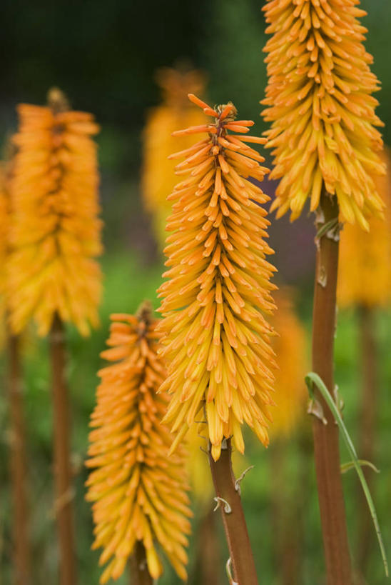 无人,竖图,室外,特写,白天,热情,美景,植物,景观,尖顶,花,黄色,自然,夏天,景色,摄影,锋利,尖锐,自然风光,思念,火把莲,火炬百合,火炬花,彩图,全画面,全框架,全帧,剑叶兰,全画幅,对焦