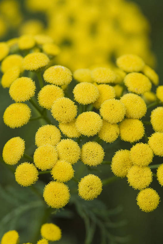 无人,竖图,室外,特写,白天,留白,微距,美景,植物,药,景观,野花,花,花瓣,黄色,自然,夏天,景色,摄影,生长,明亮,艾菊,菊科植物,草本,清新,自然风光,柔焦,彩图,对焦