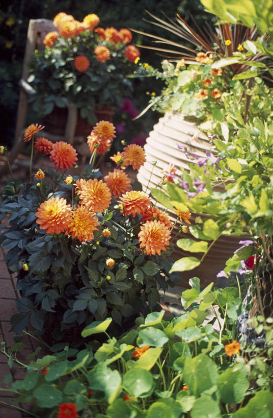 无人,竖图,室外,白天,感激,美景,植物,花盆,新鲜,景观,大丽花,床上用品,饮食,自然,容器,夏天,橙色,菊花,景色,摄影,大理花,天竺牡丹,自然风光,旱金莲花,大丽菊,吉利,新意,富丽,大方,新颖,彩图,背叛,地瓜花,东洋菊,对焦