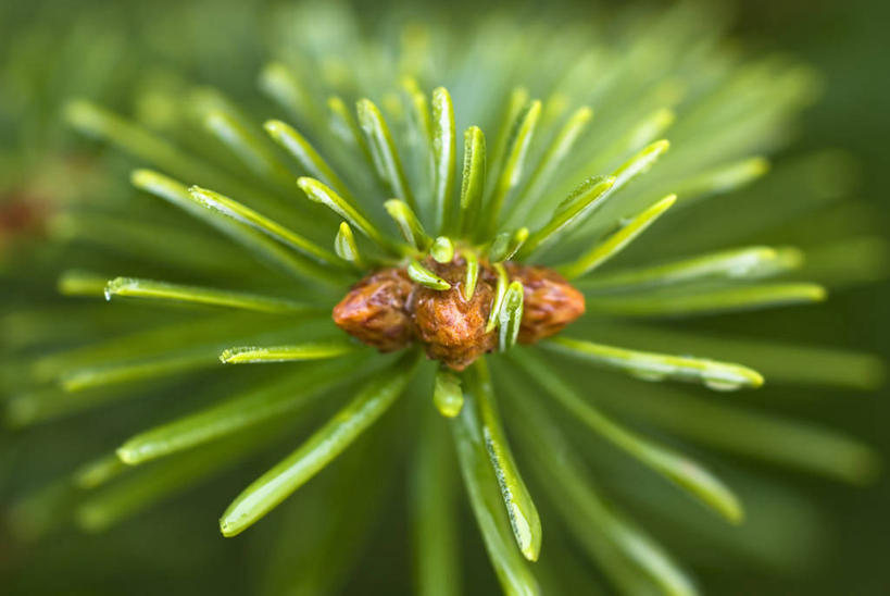 无人,横图,室外,特写,白天,留白,美景,植物,叶子,圣诞节,景观,褐色,圣诞树,种子,枝,自然,景色,摄影,生长,明亮,清新,自然风光,杉树,柔焦,常绿树,彩图,全画面,全框架,全帧,全画幅,对焦