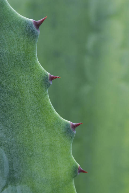 无人,竖图,室外,特写,白天,背景,美景,植物,建筑,龙舌兰,仙人掌,叶子,锐利,景观,自然,景色,摄影,希望,锋利,尖锐,荆棘,自然风光,番麻,彩图,付出,肉质植物,龙舌掌,对焦