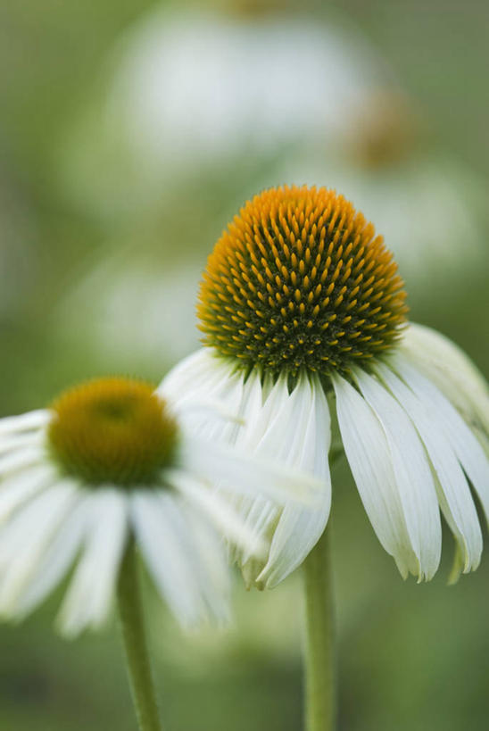 无人,竖图,室外,特写,白天,美景,植物,景观,花,两个,白色,自然,夏天,景色,摄影,金花菊,自然风光,紫锥花,彩图,对焦