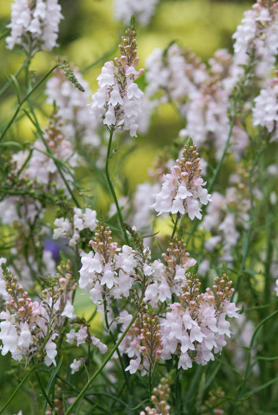 无人,竖图,室外,特写,白天,美景,植物,景观,花,自然,景色,摄影,自然风光,彩图,对焦