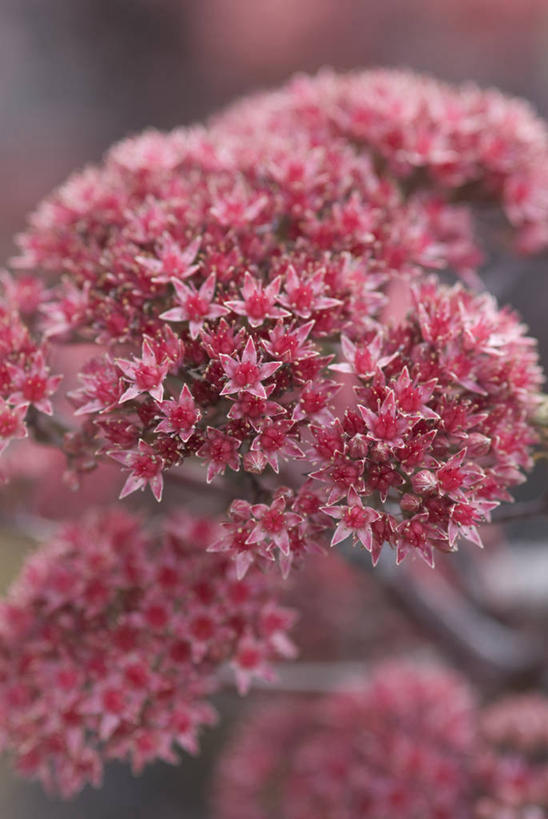 无人,竖图,室外,特写,白天,美景,植物,景观,草药,药草,中药,花,粉色,自然,花束,夏天,景色,摄影,景天,自然风光,药材,中草药,中药材,本草,八宝,秋天,彩图,包菜还阳,活血三七,对焦