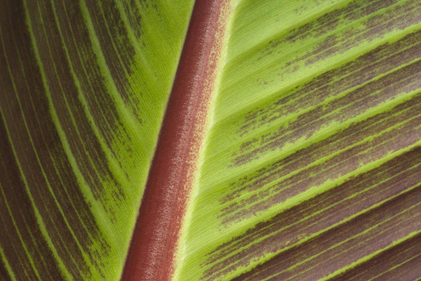 血管,无人,横图,室外,特写,白天,背景,美景,植物,建筑,叶子,景观,香蕉树,自然,景色,摄影,香蕉叶,热带气候,自然风光,肌理,式样,设计,叶脉,彩图,全画面,全框架,全帧,全画幅,对焦