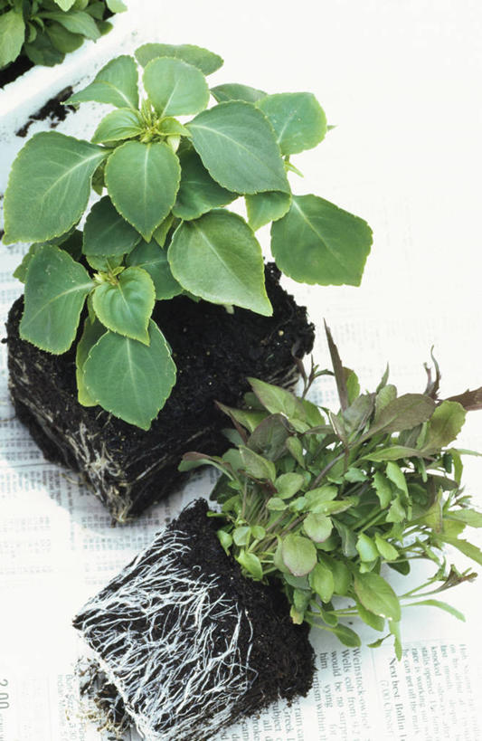 无人,竖图,室外,特写,白天,美景,植物,种植,景观,床上用品,自然,景色,摄影,自然风光,秧苗,休闲活动,彩图,对焦