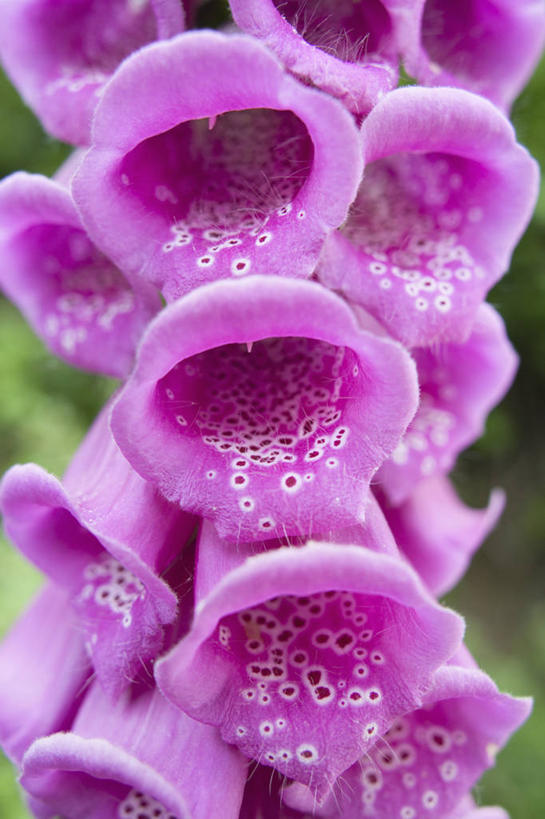 无人,竖图,室外,特写,白天,留白,美景,植物,斑点,景观,标记,花,花瓣,粉色,自然,夏天,景色,摄影,生长,明亮,毛地黄,清新,自然风光,柔焦,式样,彩图,全画面,全框架,全帧,全画幅,对焦,二年生植物