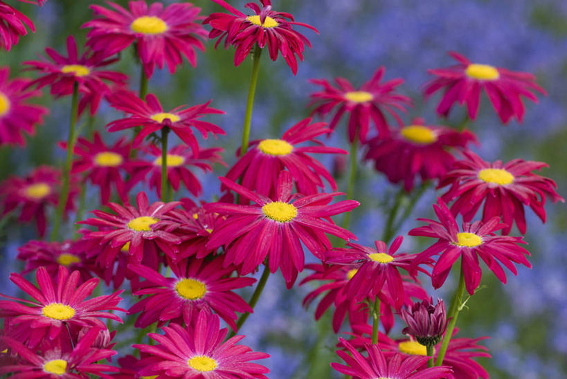 无人,横图,彩色,室外,特写,白天,留白,美景,植物,景观,雏菊,花,花瓣,粉色,红色,自然,夏天,景色,摄影,五颜六色,明亮,色彩斑斓,艾菊,菊科植物,清新,自然风光,柔焦,五彩缤纷,五彩斑斓,五光十色,彩图,全画面,全框架,全帧,全画幅,对焦,多年生植物,除虫菊