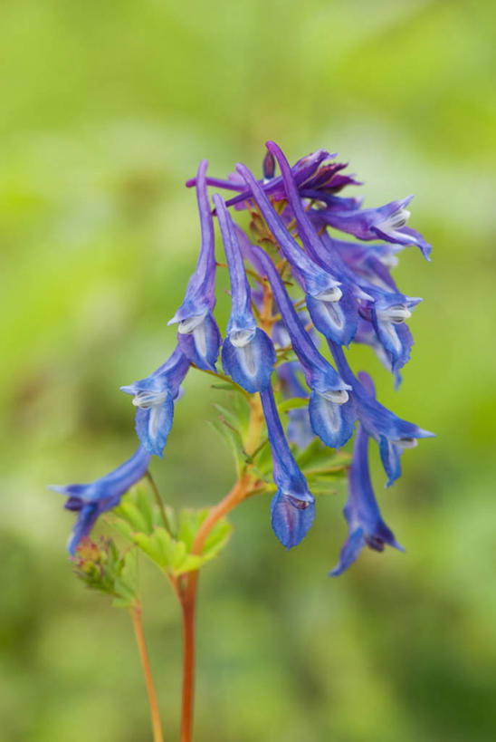 无人,竖图,室外,特写,白天,留白,美景,植物,景观,花,花瓣,蓝色,紫色,自然,夏天,景色,摄影,明亮,自然风光,紫堇,彩图,对焦,多年生植物