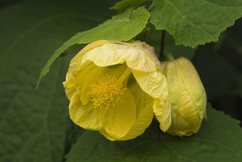 无人,横图,室外,特写,白天,留白,美景,植物,花坛,景观,花,花瓣,黄色,自然,夏天,景色,摄影,灌木,脆弱,清新,自然风光,苘麻,柔和,彩图,对焦