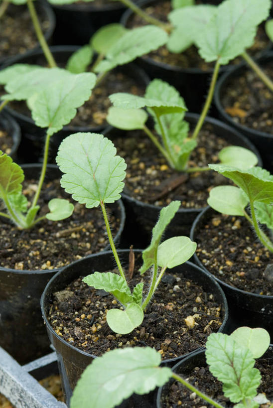 无人,竖图,室外,特写,白天,美景,植物,花盆,一排,整齐,景观,泥土,排列,自然,景色,摄影,生长,队列,关爱,自然风光,秧苗,开端,休闲活动,彩图,全画面,全框架,全帧,园艺中心,全画幅,对焦