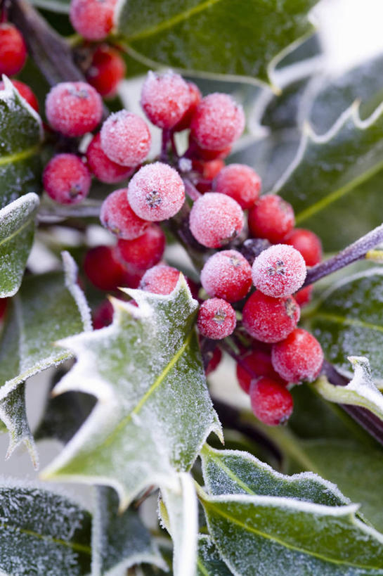 无人,竖图,室外,特写,白天,留白,美景,植物,浆果,叶子,圣诞节,锐利,装饰,光线,景观,冬天,圣诞树,枝,光芒,霜,冬青树,树,红色,自然,景色,寒冷,季节,摄影,生长,灌木,明亮,锋利,尖锐,清新,荆棘,自然风光,柔焦,肌理,常绿树,彩图,传统文化,对焦