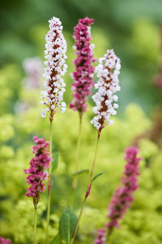 无人,竖图,室外,特写,白天,留白,美景,植物,景观,尖顶,花,花瓣,粉色,绿色,白色,自然,夏天,景色,摄影,生长,成长,明亮,清新,自然风光,柔焦,彩图,蓼,对焦