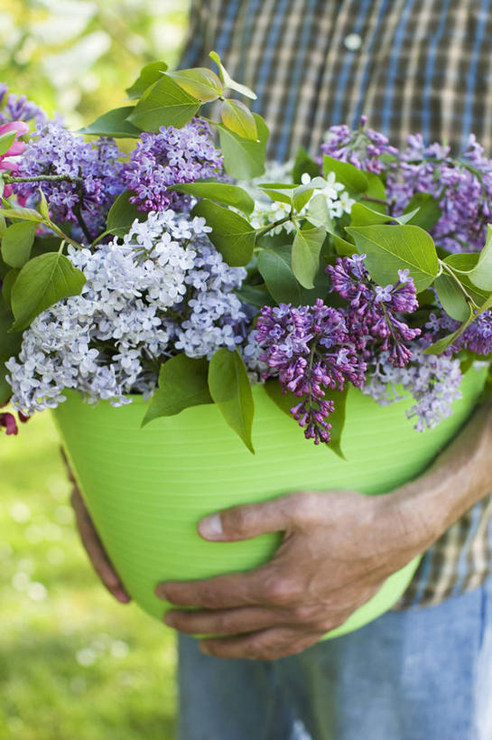 成年人,手,一个人,竖图,室外,特写,白天,留白,美景,植物,丁香花,叶子,仅一个男性,朦胧,模糊,塑胶,景观,园艺,拿着,花,花瓣,自然,容器,花束,春天,景色,人体,摄影,生活方式,灌木,清新,运送,自然风光,男人,彩图,对焦