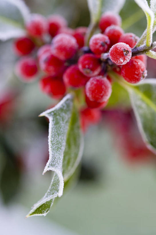 无人,竖图,室外,特写,白天,留白,美景,植物,浆果,叶子,圣诞节,锐利,装饰,光线,景观,冬天,圣诞树,枝,光芒,霜,冬青树,树,红色,自然,景色,寒冷,季节,摄影,生长,灌木,明亮,锋利,尖锐,清新,荆棘,自然风光,柔焦,肌理,常绿树,彩图,传统文化,对焦