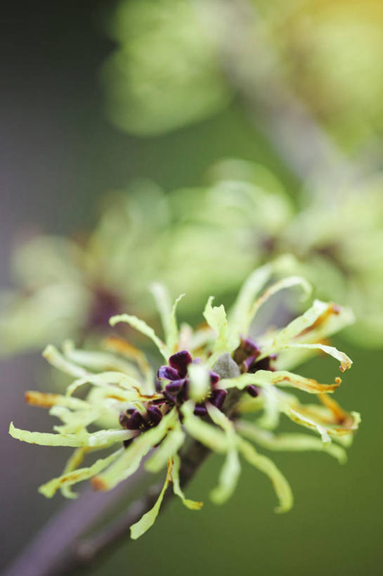 无人,竖图,室外,特写,白天,留白,美景,植物,景观,冬天,枝,花,花瓣,树,黄色,自然,景色,摄影,生长,灌木,脆弱,清新,自然风光,柔焦,苍白,落叶树,彩图,北美金缕梅,对焦