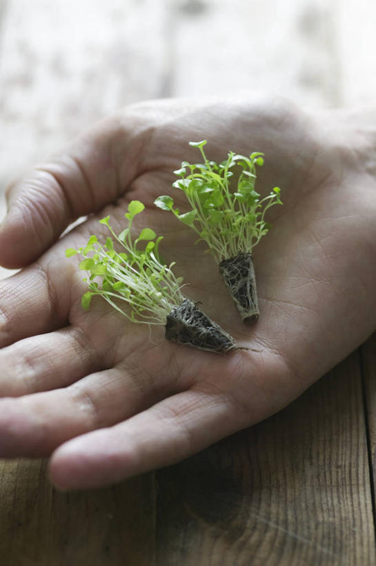 成年人,手,手掌,一个人,竖图,白天,留白,美景,植物,叶子,朦胧,模糊,景观,园艺,拿着,两个,自然,春天,景色,人体,摄影,灌木,脆弱,自然风光,秧苗,开端,彩图,半边莲属