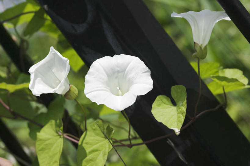 无人,攀登,横图,室外,特写,白天,留白,美景,植物,喇叭花,叶子,景观,小号,花,花瓣,白色,自然,夏天,景色,摄影,生长,自然风光,彩图,打破碗花,打碗花,篱打碗,篱打碗花,篱天剑,旋花
