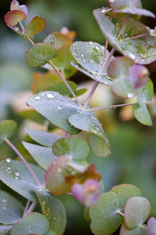 无人,竖图,室外,特写,白天,美景,水,雨,植物,叶子,湿,景观,水滴,树,粉色,灰色,自然,景色,摄影,生长,清新,自然风光,柔焦,桉树,常绿树,彩图,全画面,全框架,全帧,全画幅,对焦
